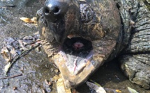 56 tortues d’Hermann adultes volées à A Cuppulata !