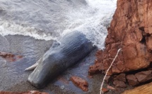 Un cachalot de 12 mètres échoué sur une plage à Galeria