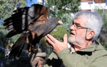 Les étourneaux sont de retour à Ajaccio :  Le maître fauconnier aussi !