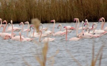 La photo du jour : La grâce des flamants roses de l'étang de Chjurlinu