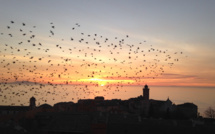 La photo du jour : Vol d’étourneaux au-dessus de Bastia