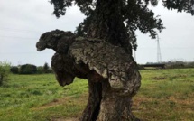 L'Arburacellu de Ghisunaccia a reçu le label "Arbre Remarquable" 2018