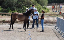 Concours d'élevage au Haras de Tesa à Occhiatana