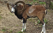 Un mouflon abattu et décorné à San Gavinu di Carbini 