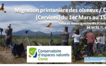 A Cervioni pour découvrir la migration printanière des oiseaux 