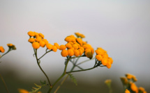 Quels sont les bénéfices de l’Immortelle, cette plante endémique de la Corse ?