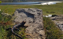 La photo du jour : Catedu muntaninu au soleil du lac de Ninu