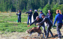 Premier lâcher de mouflons au parc naturel régional de Corse