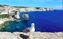 La photo du jour : la mouette de Bonifacio