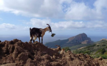 La photo du jour : rencontre magique au Capu Rossu