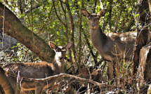 La photo du jour : les biches de Serra-di-Fium'Orbu