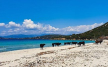 La photo du jour : les bêtes de la plage d'Argent 