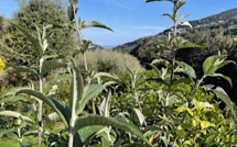 La météo du lundi 26 avril 2021 en Corse