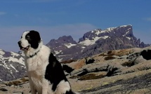 La photo du jour : Jack à Punta Artica