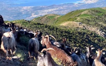 La photo du jour : sur les hauteurs de la région ajaccienne 