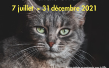 Bastia lance sa campagne annuelle de stérilisation de chats errants