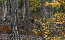 La photo du jour : cache-cache avec un mouflon de Corse