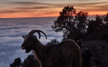 La météo du samedi 1er janvier 2022 en Corse