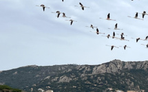 La photo du jour : le vol majestueux des flamants roses au-dessus de Porto-Vecchio