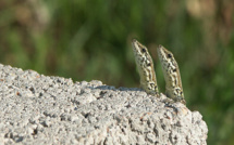 Corse-du-Sud : Le mystère des lézards inséparables élucidé. Ils sont jumeaux !