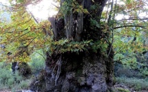 Arbre de l'année : Votez pour le châtaignier de Pianellu 