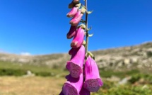 La météo du lundi 4 juillet 2022 en Corse