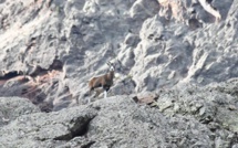 La photo du jour : Mouflon vainqueur