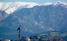 La photo du jour : le rapace du Capitellu