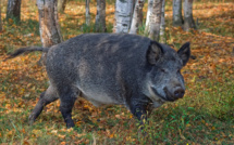 Un chasseur blessé à une jambe par un sanglier à Linguizzetta