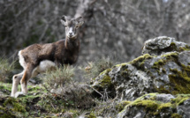 La photo du jour : le muvrinu prend la pose 