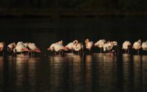  Etang de Biguglia : Pour le plaisir des yeux…