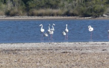 La photo du jour : les flamants roses de  l'étang de Pisciu Cane