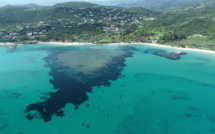 Banquettes de posidonie sur les plages corses : toujours en quête de la moins mauvaise des solutions