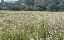 La météo du jour en Corse