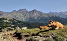 La photo du jour : Les vaches tranquilles di bocc'à San Petru