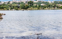 Porto-Vecchio : vers une reprise de l’exploitation du sel dans les marais salants ?