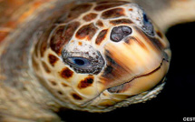 Un appel à contribution pour bâtir le premier centre de secours des tortues marines en Corse