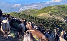 Sécheresse : l’Odarc en soutien des agriculteurs pour sécuriser l’abreuvement du bétail