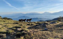 La photo du jour : les chevaux de Punta di Caldane