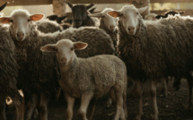 Fièvre catarrhale en Corse : la survie de la filière ovine en danger, les éleveurs lancent un cri d’alarme