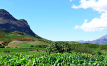 Agriculture Bio : La Corse est la deuxième région française en termes de surface Bio