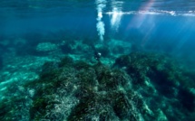 Une découverte exceptionnelle dans les fonds marins corses