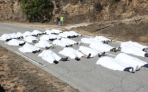 31 morts sur les routes de Corse : Funeste spirale !