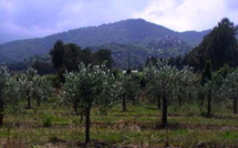 Xylella Fastidiosa : Le Conseil d’Etat annule l’interdiction de faire rentrer des plants de végétaux en Corse