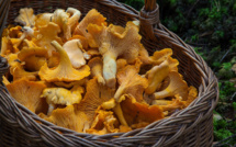 En Corse, la cueillette des champignons bat des records grâce à une météo favorable