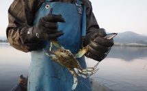 En Corse, un plan régional pour lutter contre la prolifération du crabe bleu