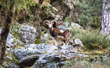 La photo du jour : face à face avec un mouflon à Ascu