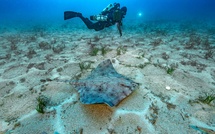 Une capsule d'œuf de raie blanche retrouvée sur une plage du Cap Corse, une première en Méditerranée