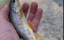 4 000 pêcheurs corses ont réinvesti rivières et plans d'eau pour "taquiner" la truite