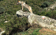 Un loup sur le GR 20 ?